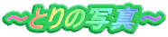 �`�Ƃ�̎ʐ^�` 