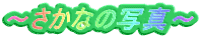 �`�����Ȃ̎ʐ^�`