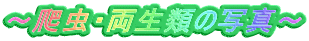 �`঒��E�����ނ̎ʐ^�` 