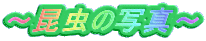 �`�����̎ʐ^�` 