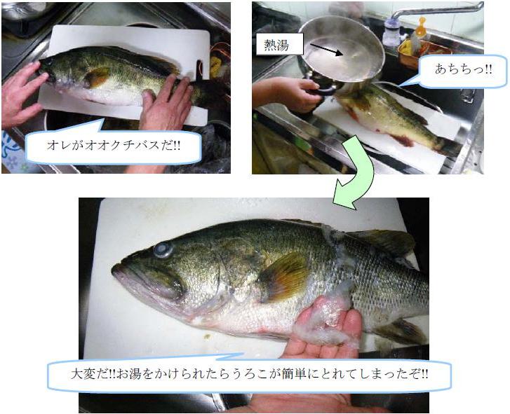 環境調査用機器 生物調査研究機器 研究調査用特殊機器 Hoga 記事バックナンバー 外来魚を食べよう