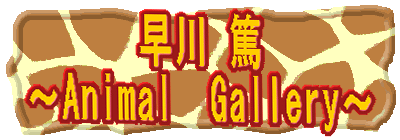 ���� �� �`Animal�@Gallery�` 